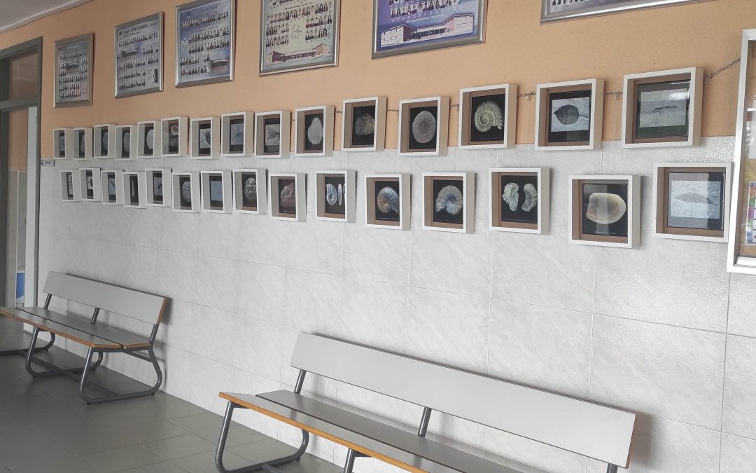 EXPOSICIÓ DE FÒSSILS SOBRE CERÀMICA